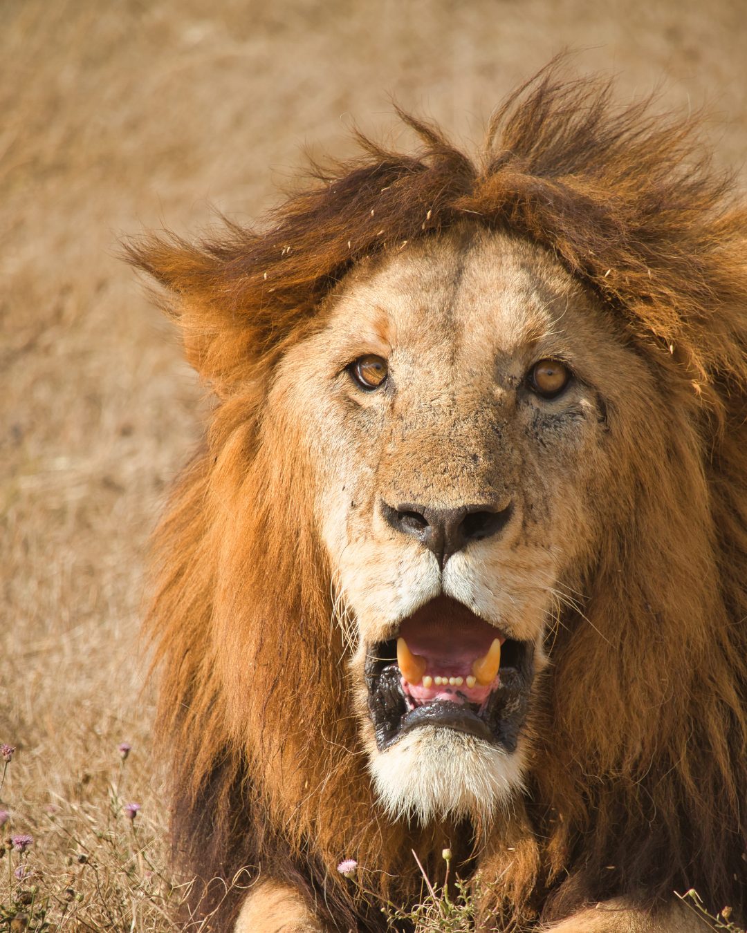 7 Day Safari in Tanzania: The Ultimate Northern Circuit Experience