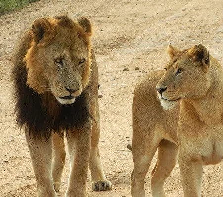 Male and female lion Serengeti