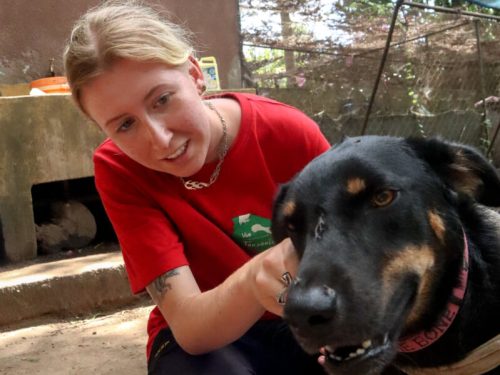 Animal Shelter Volunteer opportunities in Tanzania