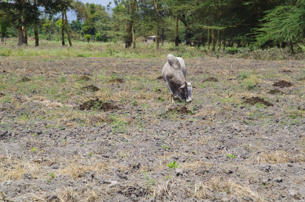 Msovi Farm volunteering in Tanzania