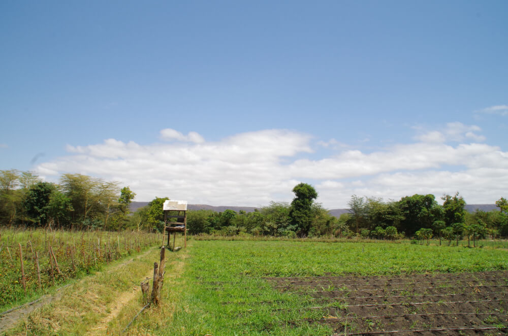 Msovi Farm volunteering in Tanzania