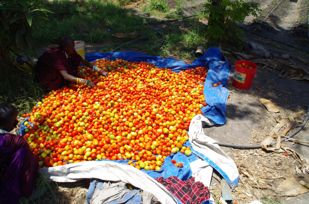 Msovi Farm volunteering in Tanzania