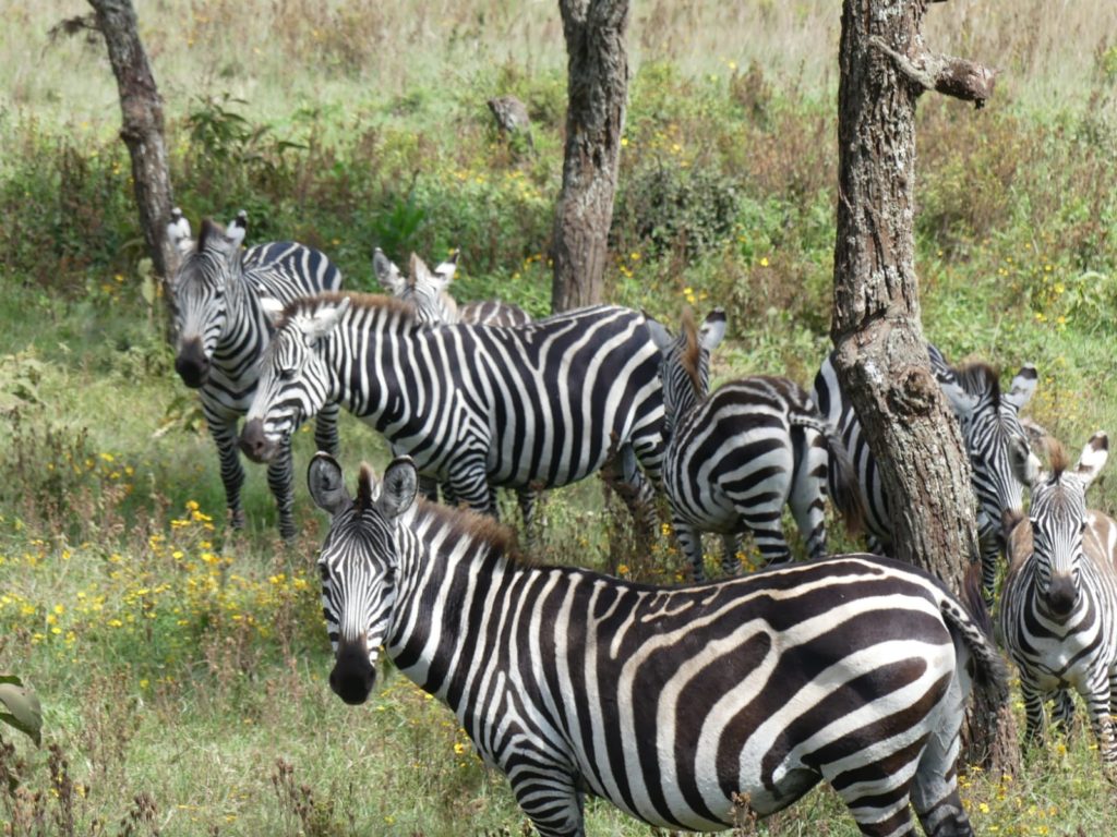 The Tarangire National Park