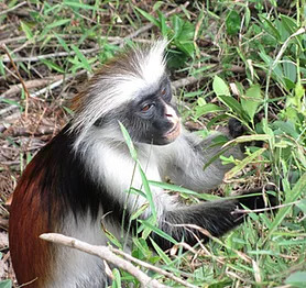 Tanzania monkey