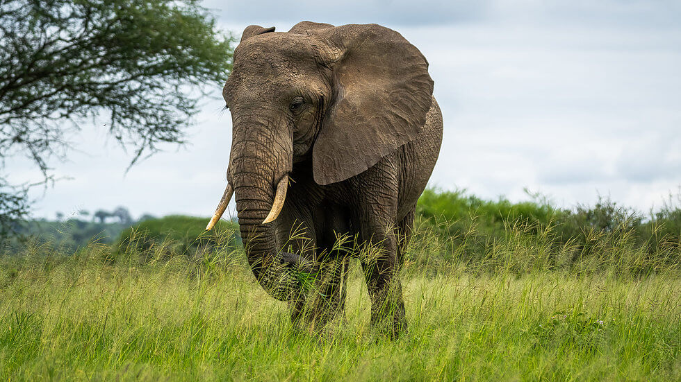 Daketi safaris Tanzania