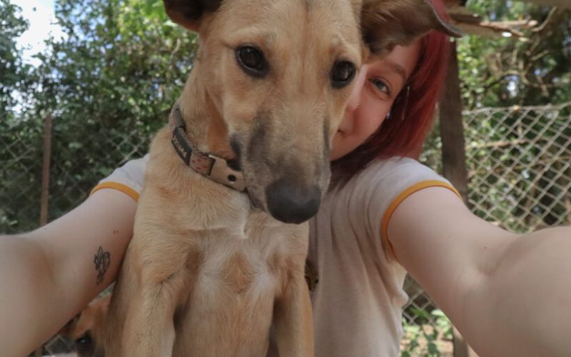 Volunteer with animals in Africa