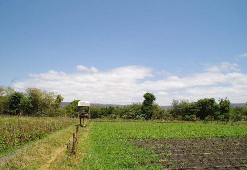Msovi Farm volunteering in Tanzania