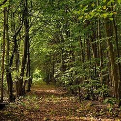 Ngongengare forest day trip