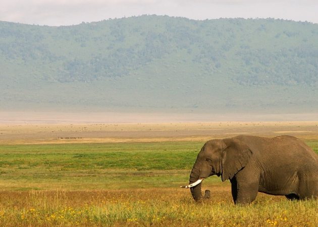 Affordable safari in Tanzania
