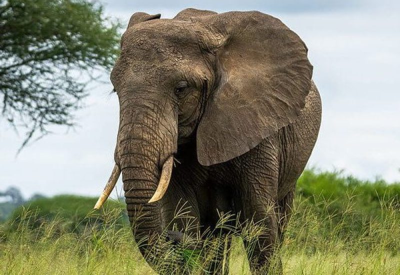 Amazing safari with elephants in Tanzania