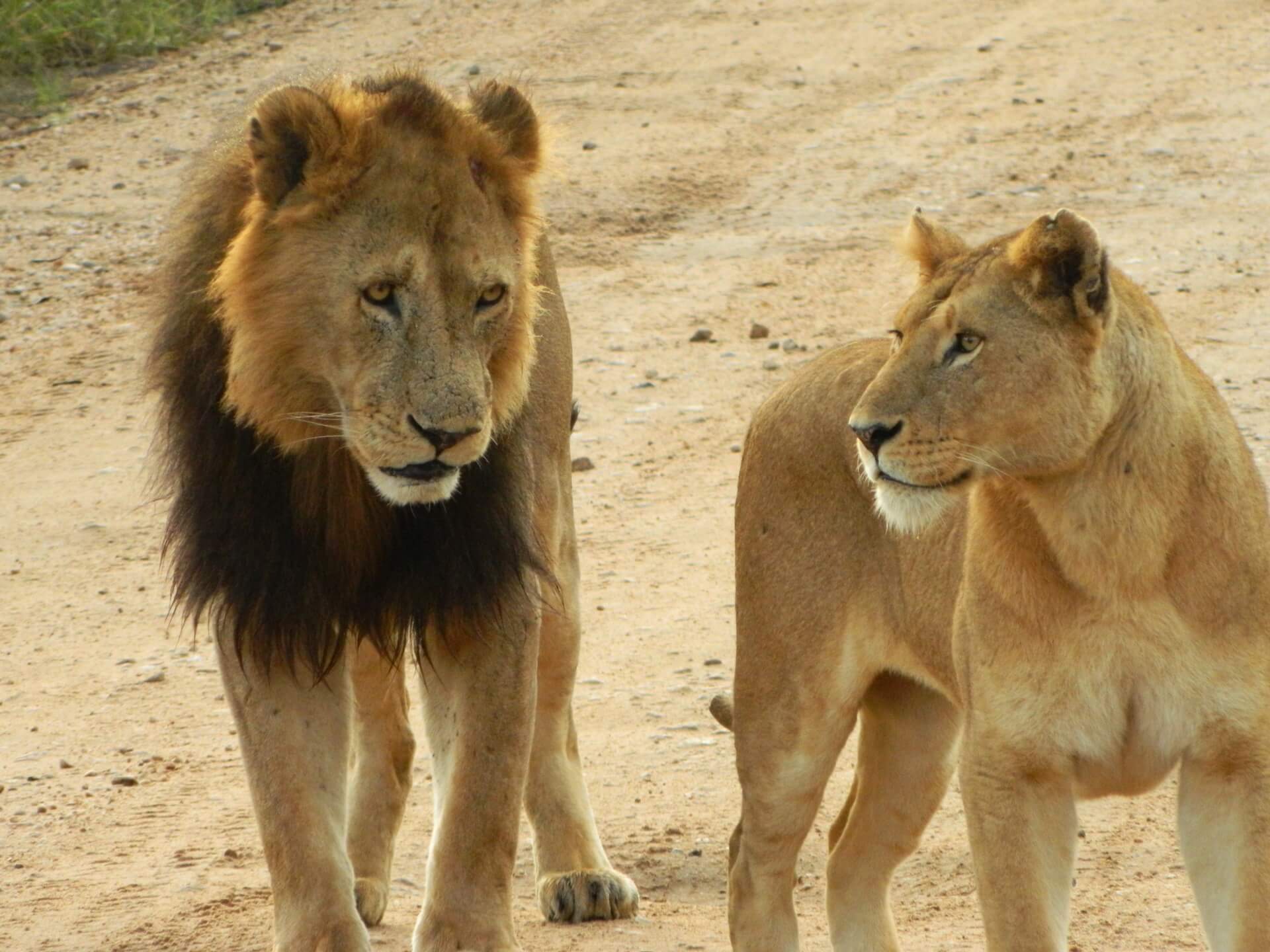 Tanzania lions